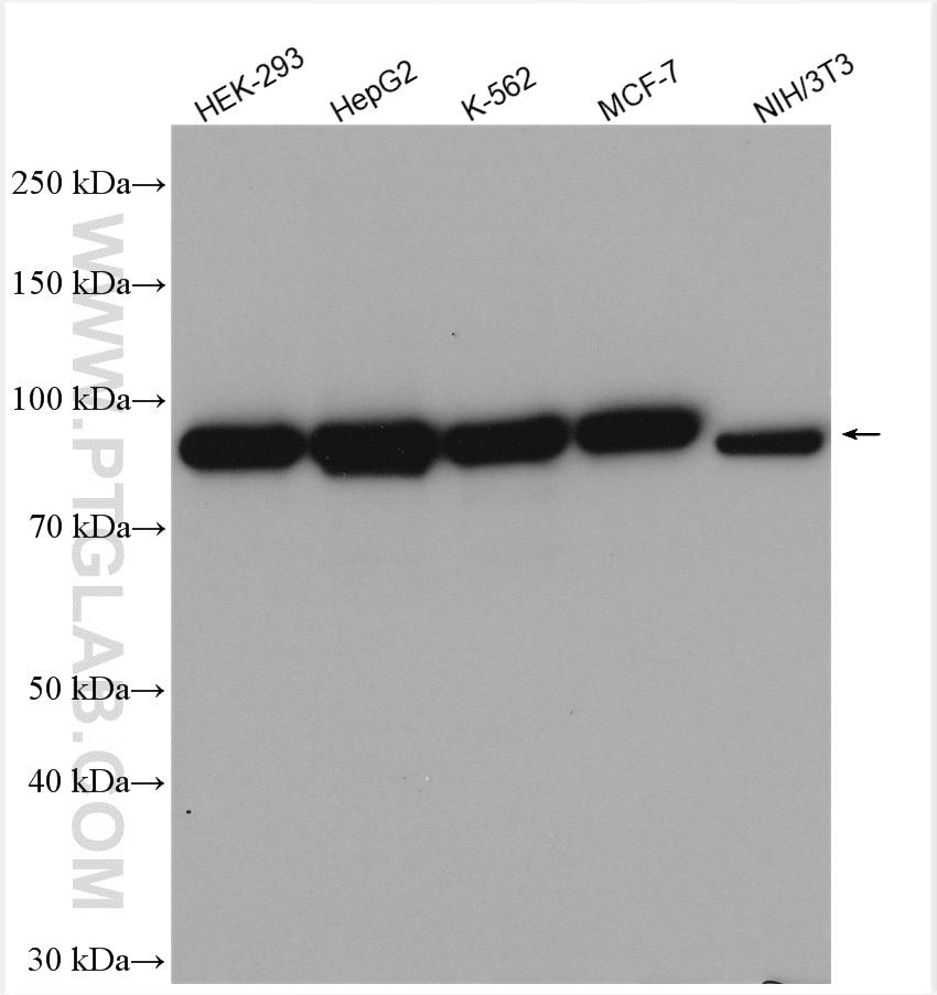 Western Blot (WB) analysis of various lysates using Calnexin Polyclonal antibody (10427-2-AP)