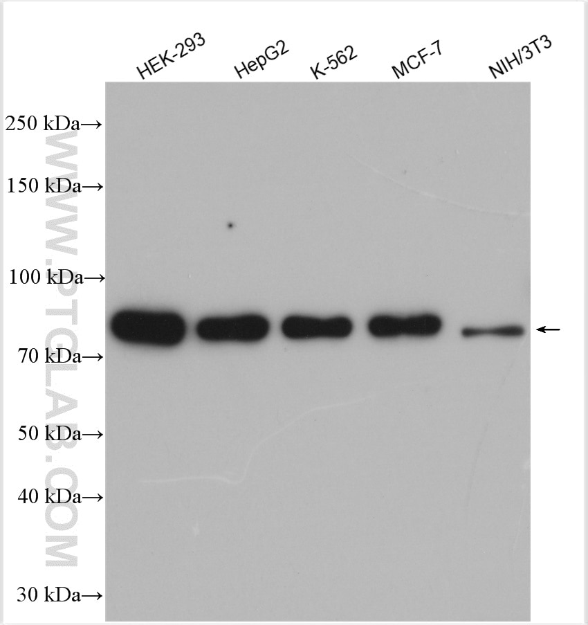 Western Blot (WB) analysis of various lysates using Calnexin Polyclonal antibody (10427-2-AP)