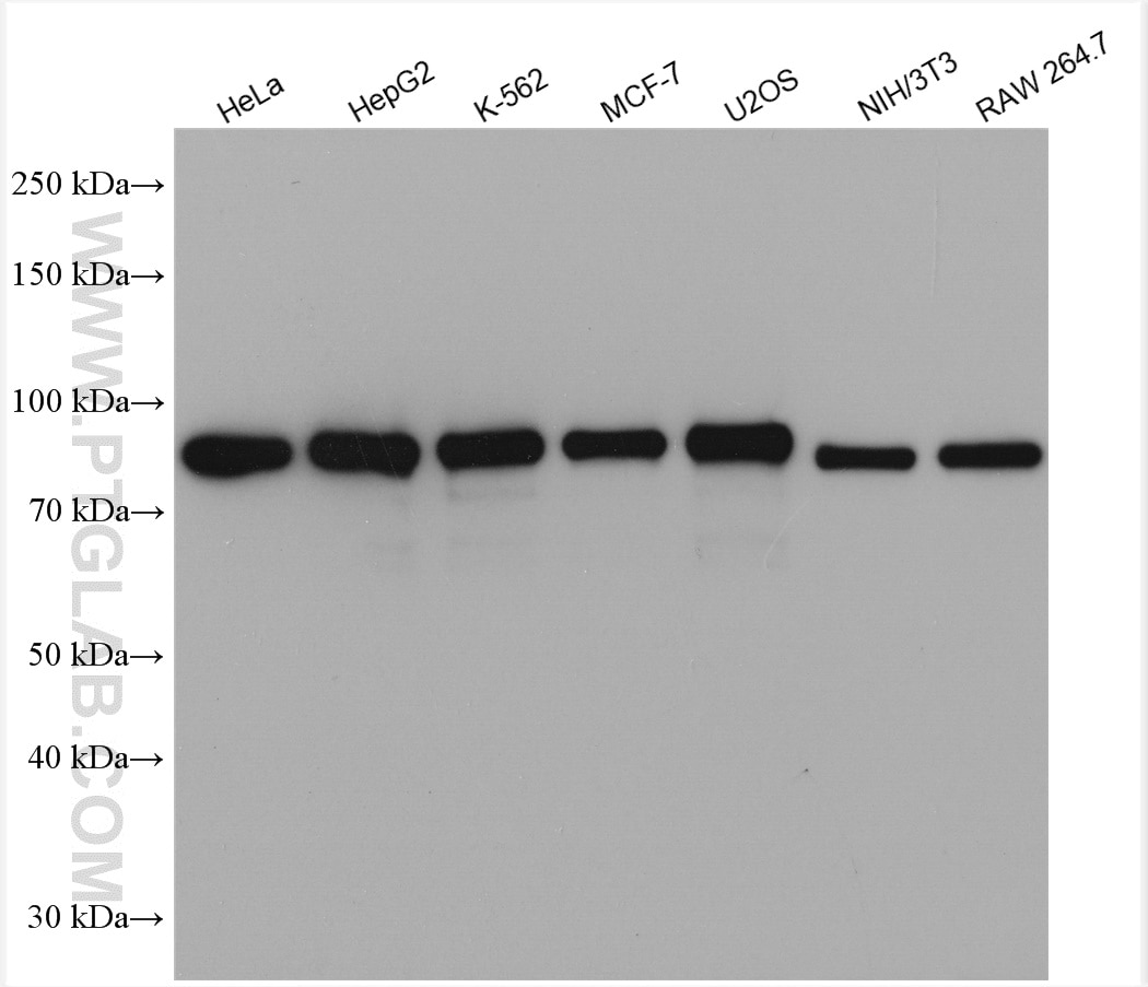 Western Blot (WB) analysis of various lysates using Calnexin Polyclonal antibody (10427-2-AP)