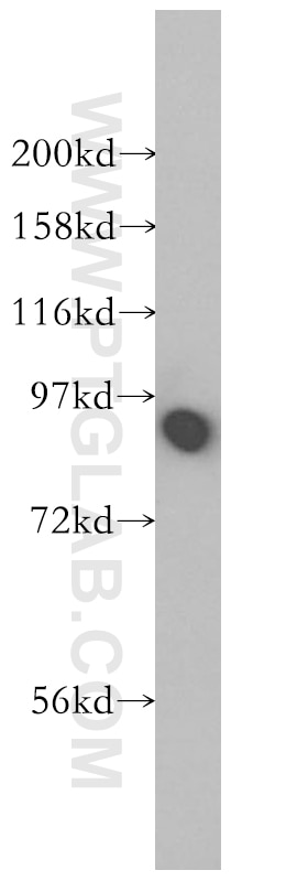 Calnexin Polyclonal antibody