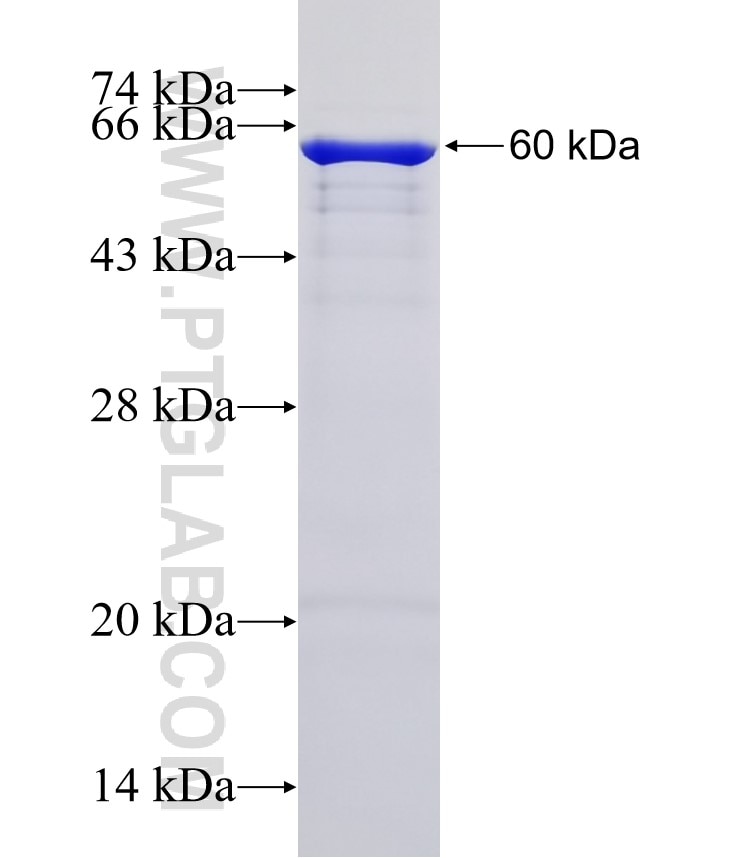 Calnexin fusion protein Ag0697 SDS-PAGE