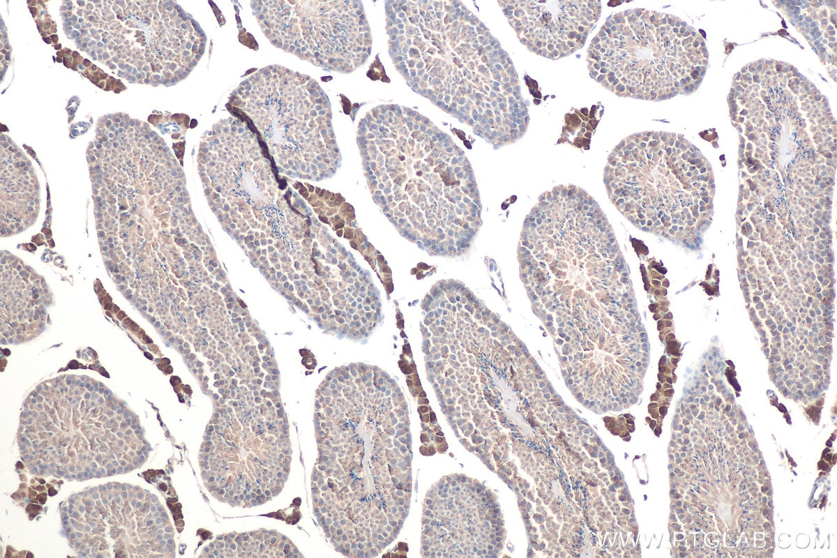 Immunohistochemistry (IHC) staining of mouse testis tissue using CAP1 Monoclonal antibody (68207-1-Ig)