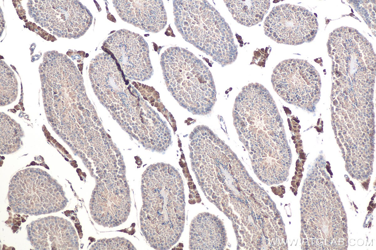 IHC staining of mouse testis using 68207-1-Ig