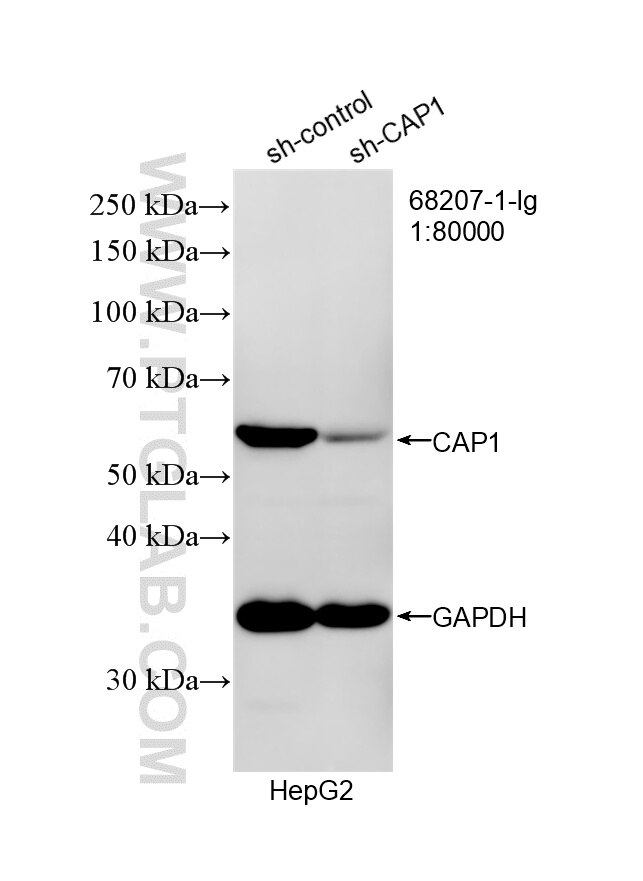 WB result of CAP1 antibody (68207-1-Ig; 1:80000; incubated at room temperature for 1.5 hours) with sh-Control and sh-CAP1 transfected HepG2 cells. Western Blot (WB) analysis of HepG2 cells using CAP1 Monoclonal antibody (68207-1-Ig)