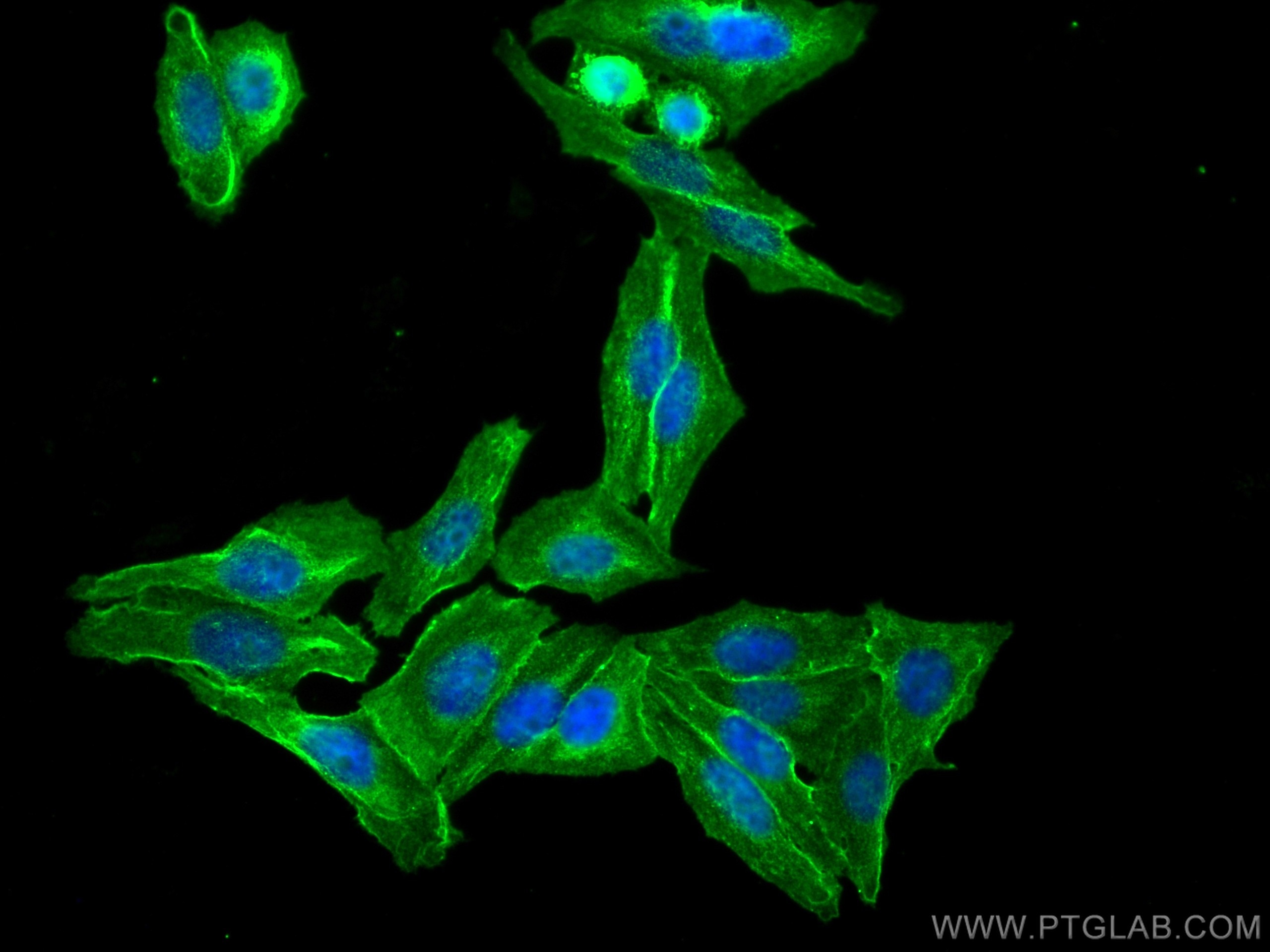 Immunofluorescence (IF) / fluorescent staining of HepG2 cells using CoraLite® Plus 488-conjugated CAP1 Monoclonal anti (CL488-68207)
