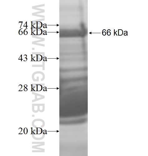 CAP1 fusion protein Ag8870 SDS-PAGE