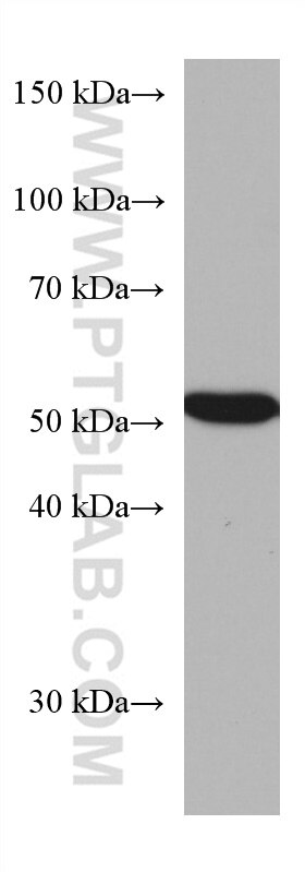 Western Blot (WB) analysis of HepG2 cells using CAP2 Monoclonal antibody (67412-1-Ig)