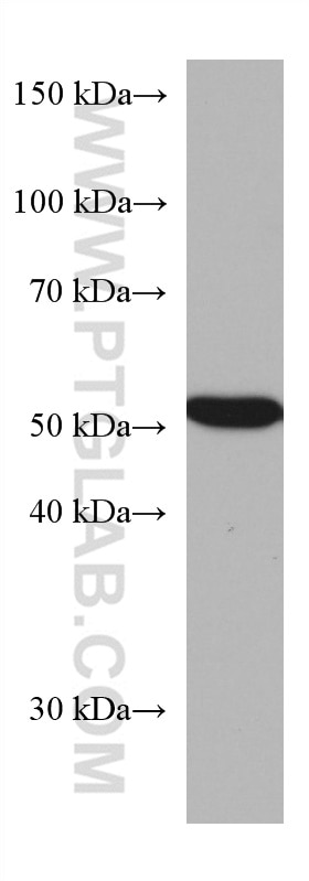 Western Blot (WB) analysis of HepG2 cells using CAP2 Monoclonal antibody (67412-1-Ig)