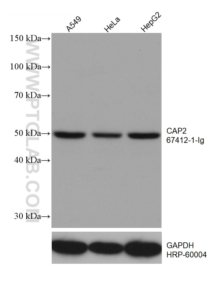 Western Blot (WB) analysis of various lysates using CAP2 Monoclonal antibody (67412-1-Ig)