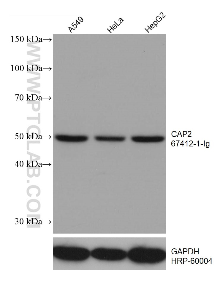 WB analysis using 67412-1-Ig