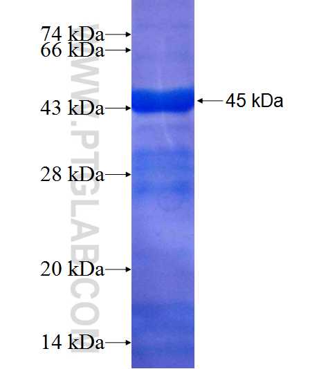 CAP2 fusion protein Ag8622 SDS-PAGE