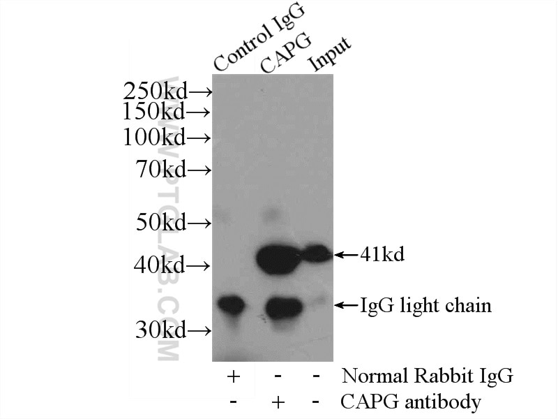Immunoprecipitation (IP) experiment of mouse heart tissue using CAPG Polyclonal antibody (10194-1-AP)