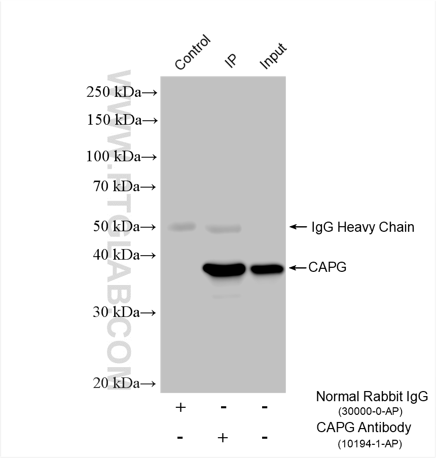 IP result of anti-CAPG (IP:10194-1-AP, 5ug; Detection:10194-1-AP 1:1000) with HeLa cells lysate 1480 ug. Immunoprecipitation (IP) experiment of HeLa cells using CAPG Polyclonal antibody (10194-1-AP)
