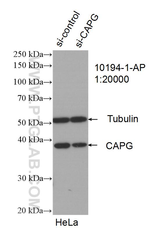 Western Blot (WB) analysis of HeLa cells using CAPG Polyclonal antibody (10194-1-AP)