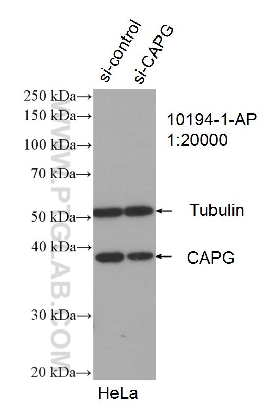 WB analysis of HeLa using 10194-1-AP