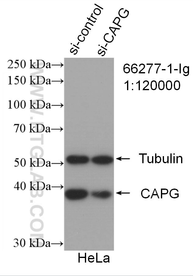 Western Blot (WB) analysis of HeLa cells using CAPG Monoclonal antibody (66277-1-Ig)