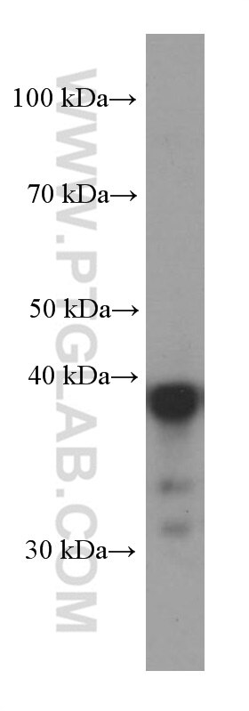Western Blot (WB) analysis of HL-60 cells using CAPG Monoclonal antibody (66277-1-Ig)