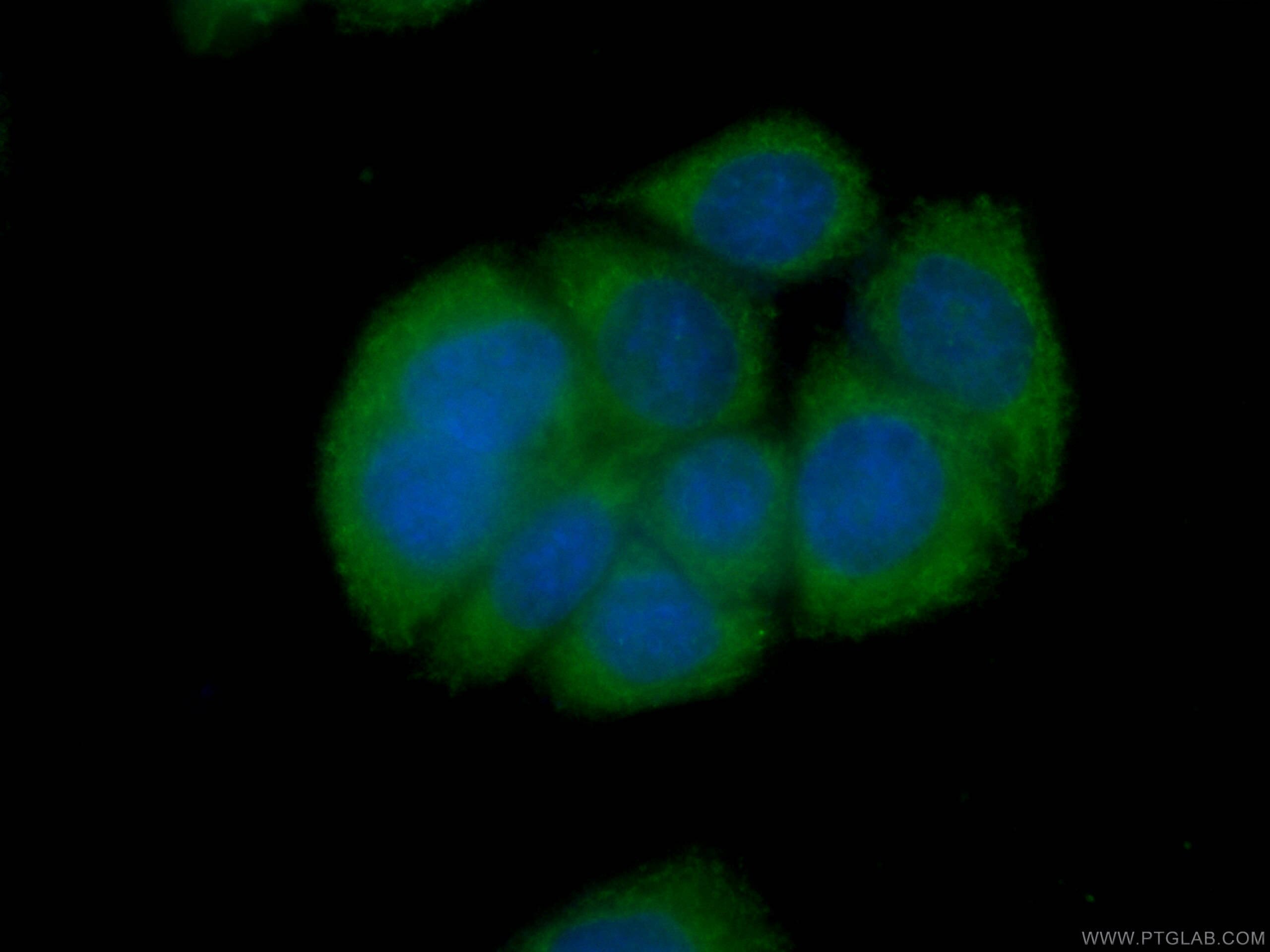 Immunofluorescence (IF) / fluorescent staining of HeLa cells using CoraLite® Plus 488-conjugated CAPG Monoclonal anti (CL488-66277)
