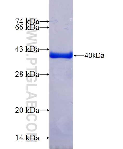 CAPG fusion protein Ag24676 SDS-PAGE