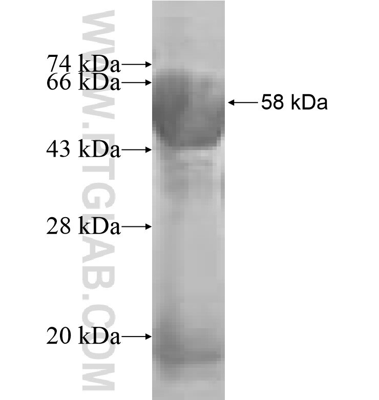 CAPG fusion protein Ag0248 SDS-PAGE