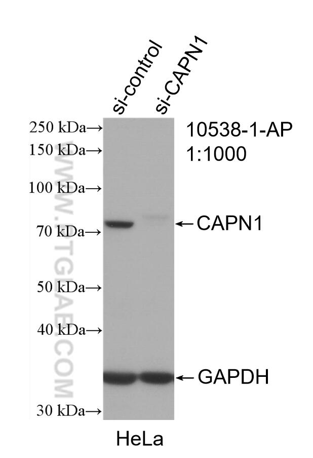 Western Blot (WB) analysis of HeLa cells using Calpain 1 Polyclonal antibody (10538-1-AP)