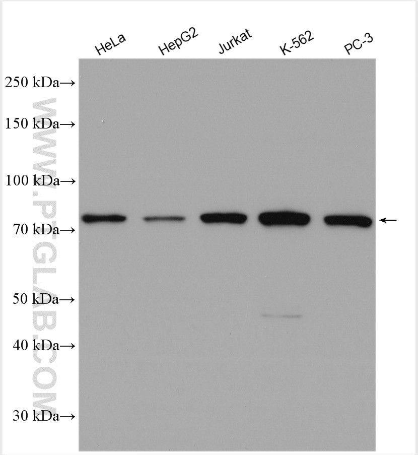 Western Blot (WB) analysis of various lysates using Calpain 1 Polyclonal antibody (10538-1-AP)