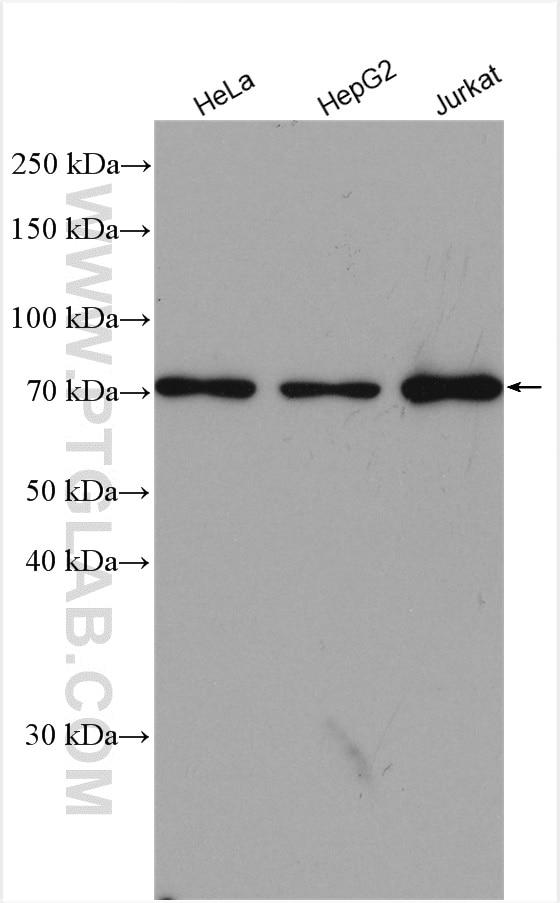 Western Blot (WB) analysis of HeLa cells using Calpain 1 Polyclonal antibody (10538-1-AP)