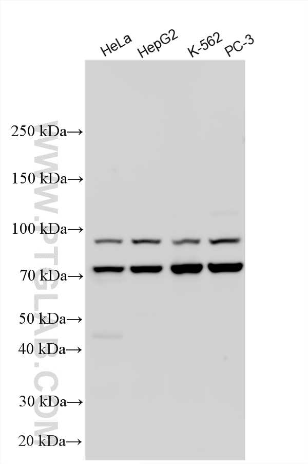 WB analysis using 10538-1-AP Western Blot (WB) analysis of various lysates using Calpain 1 Polyclonal antibody (10538-1-AP)