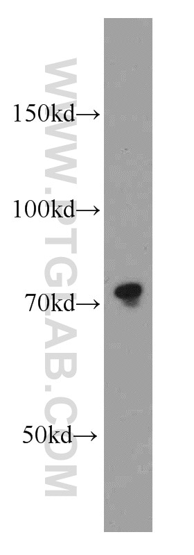 Western Blot (WB) analysis of A2780 cells using Calpain 1 Polyclonal antibody (10538-1-AP)