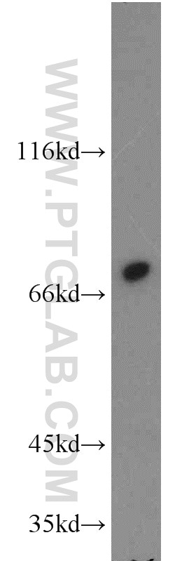 Western Blot (WB) analysis of mouse testis tissue using Calpain 1 Polyclonal antibody (10538-1-AP)