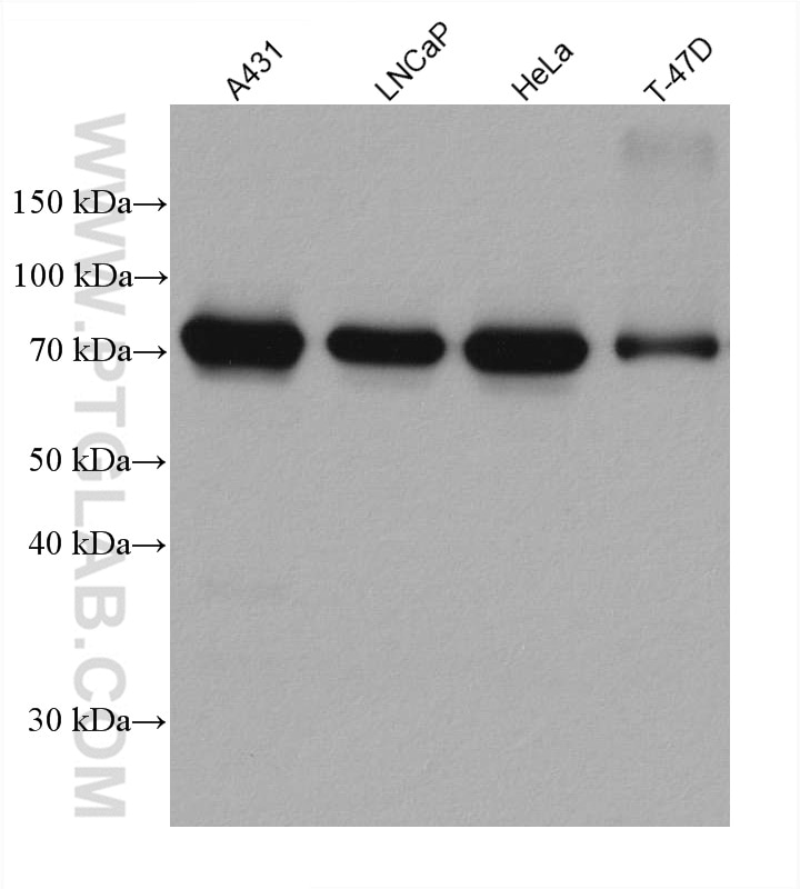 Western Blot (WB) analysis of various lysates using CAPN1 Monoclonal antibody (67732-1-Ig)