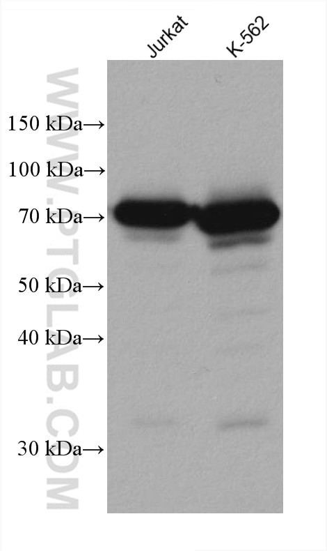 Western Blot (WB) analysis of various lysates using CAPN1 Monoclonal antibody (67732-1-Ig)