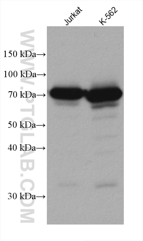 WB analysis using 67732-1-Ig