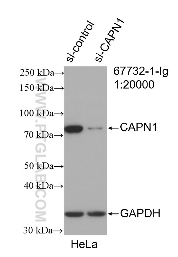 Western Blot (WB) analysis of HeLa cells using CAPN1 Monoclonal antibody (67732-1-Ig)
