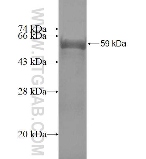 CAPN1 fusion protein Ag0810 SDS-PAGE
