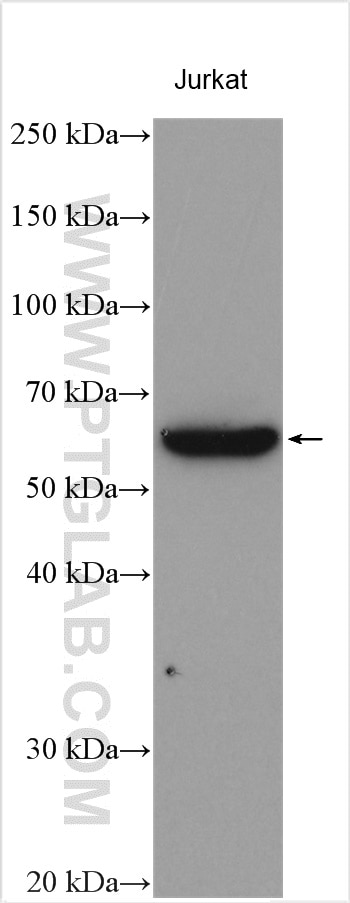 Western Blot (WB) analysis of various lysates using Calpain 10 Polyclonal antibody (10419-1-AP)