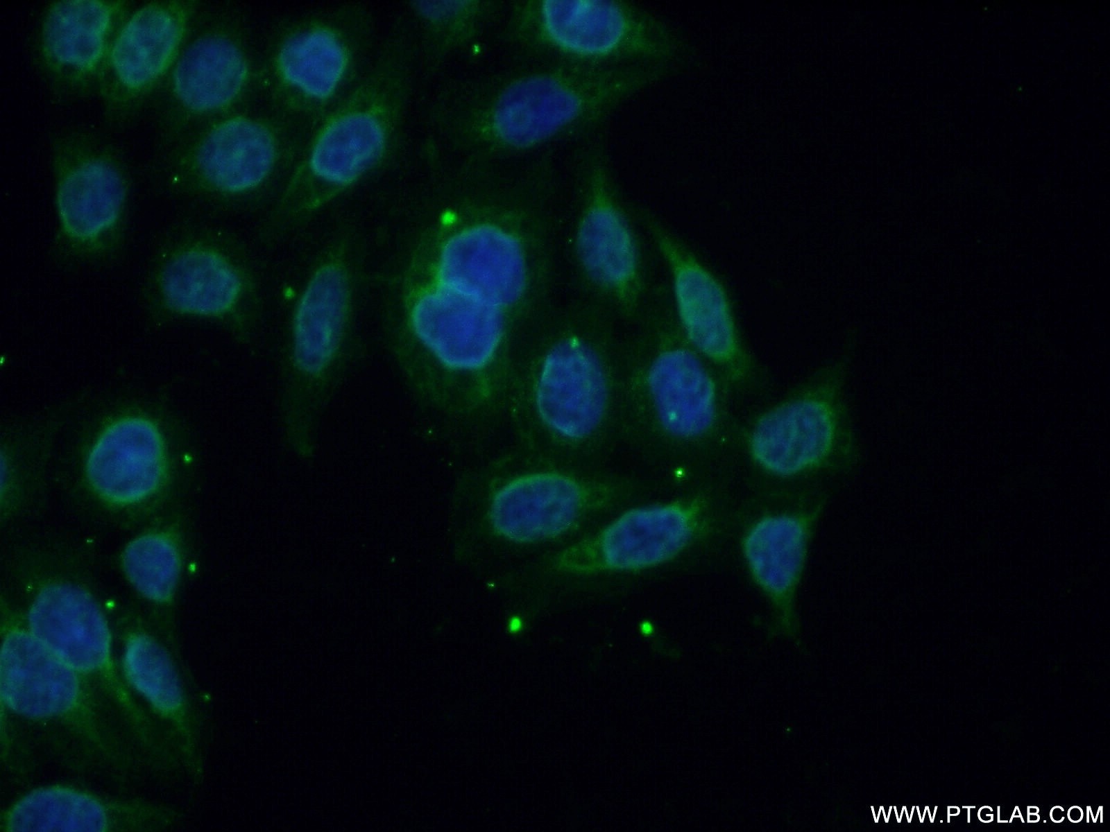 Immunofluorescence (IF) / fluorescent staining of PC-3 cells using Calpain 11 Polyclonal antibody (13675-1-AP)