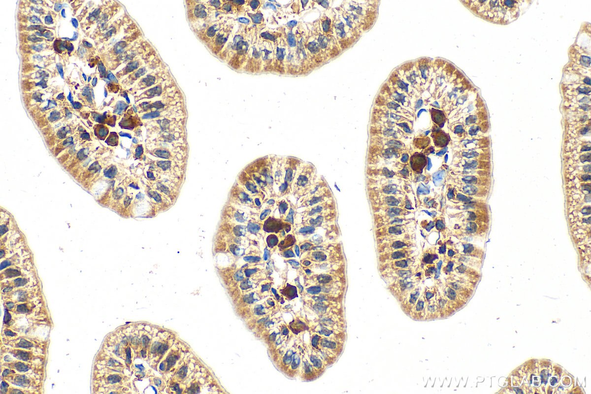 Immunohistochemistry (IHC) staining of mouse small intestine tissue using CAPN13 Polyclonal antibody (55371-1-AP)