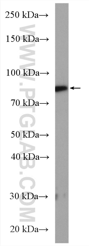Western Blot (WB) analysis of Y79 cells using Calpain 2 Polyclonal antibody (11472-1-AP)