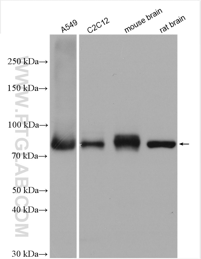 Western Blot (WB) analysis of various lysates using Calpain 2 Polyclonal antibody (11472-1-AP)