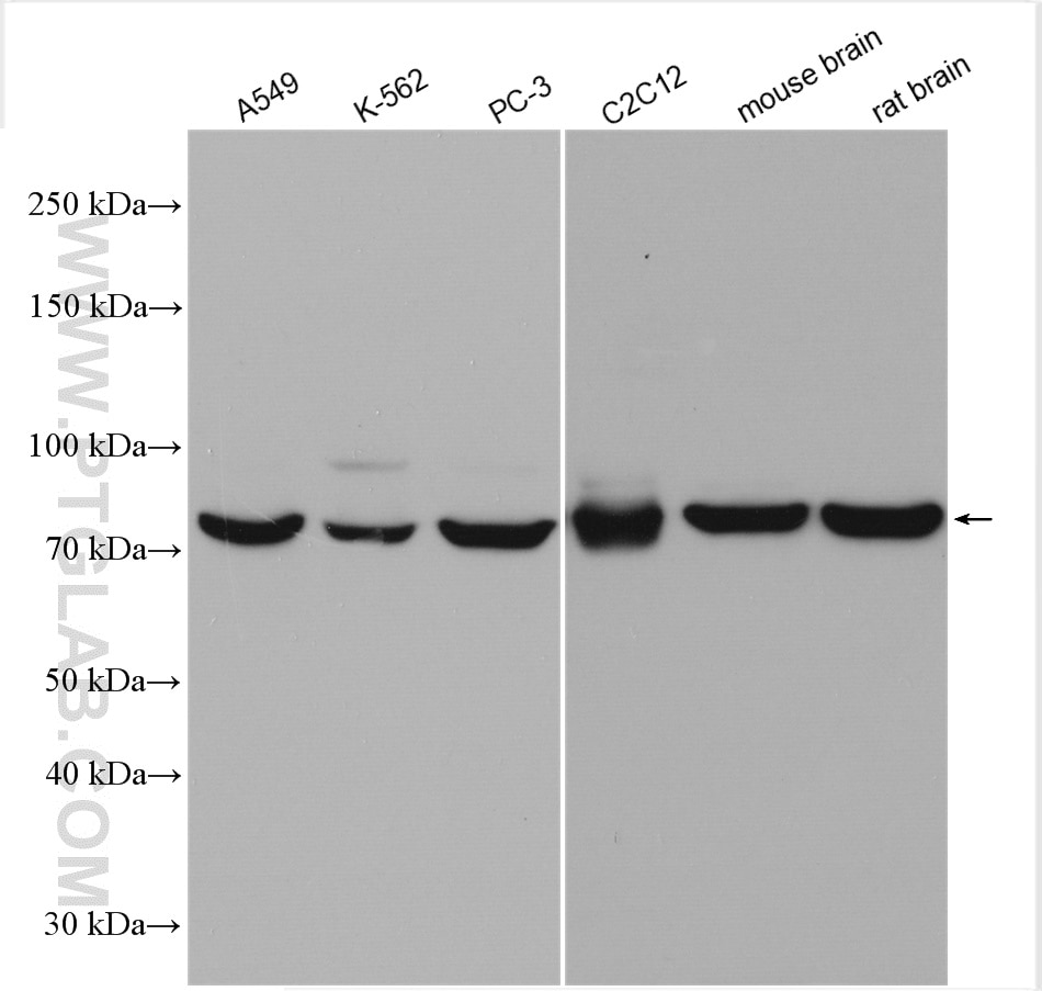 Western Blot (WB) analysis of various lysates using Calpain 2 Polyclonal antibody (11472-1-AP)