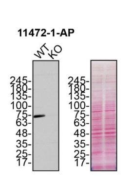 Western Blot (WB) analysis of MDA-MB-231 cells using Calpain 2 Polyclonal antibody (11472-1-AP)