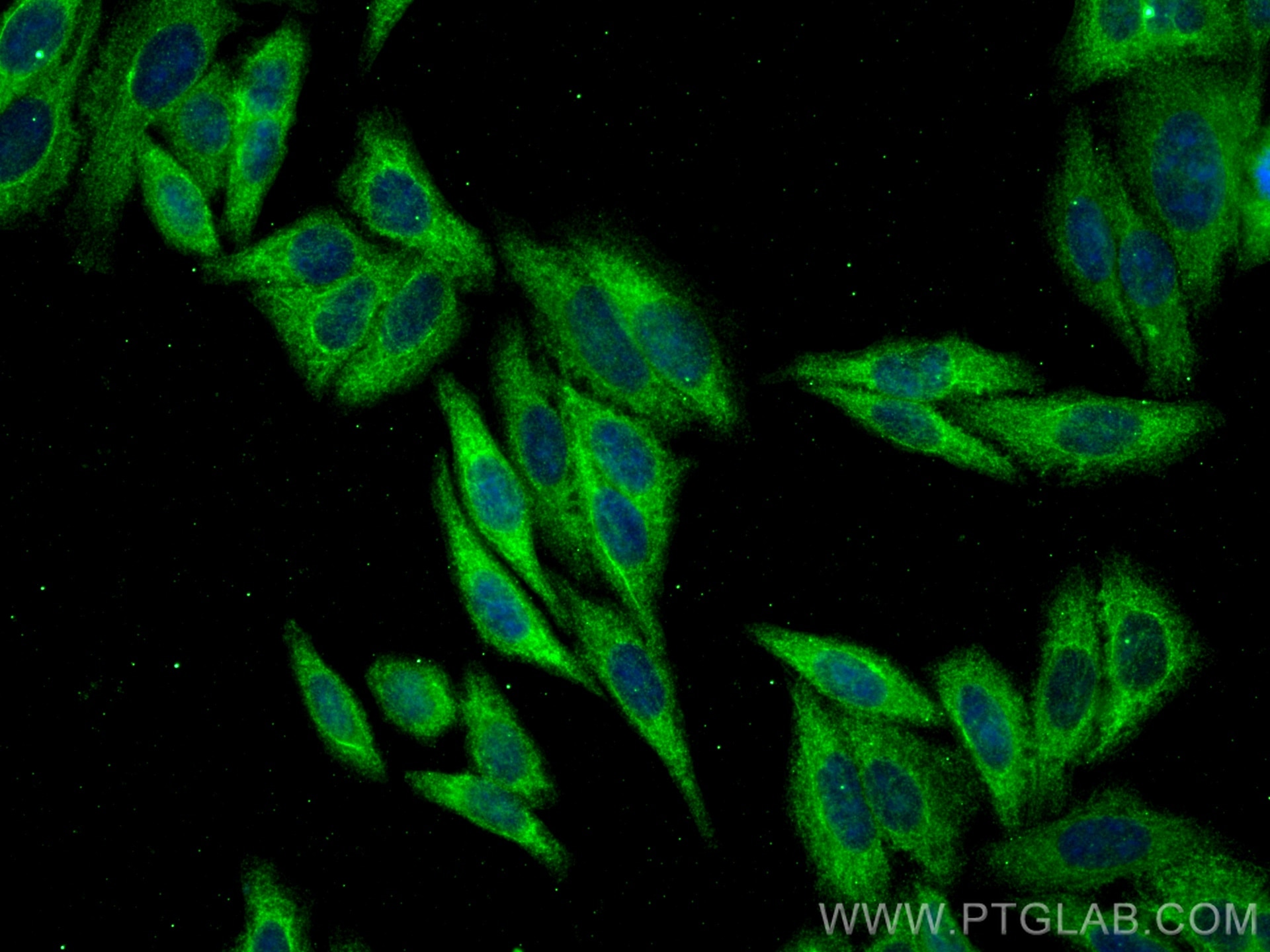 Immunofluorescence (IF) / fluorescent staining of HepG2 cells using CAPN2 Monoclonal antibody (66977-1-Ig)