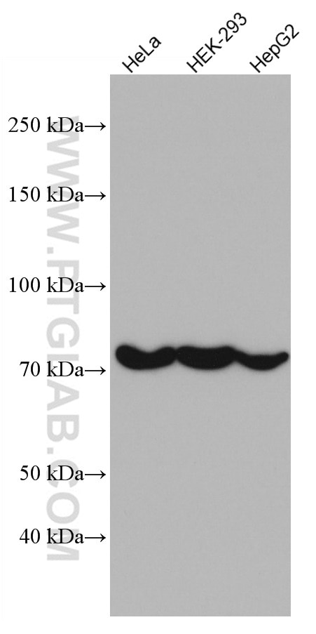 Western Blot (WB) analysis of various lysates using CAPN2 Monoclonal antibody (66977-1-Ig)