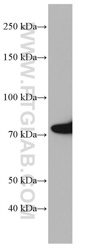 Western Blot (WB) analysis of HSC-T6 cells using CAPN2 Monoclonal antibody (66977-1-Ig)