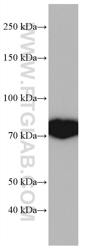 Western Blot (WB) analysis of NIH/3T3 cells using CAPN2 Monoclonal antibody (66977-1-Ig)