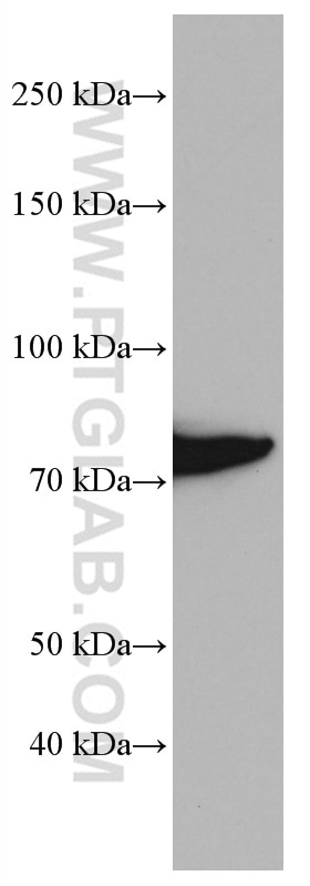 Western Blot (WB) analysis of human placenta tissue using CAPN2 Monoclonal antibody (66977-1-Ig)