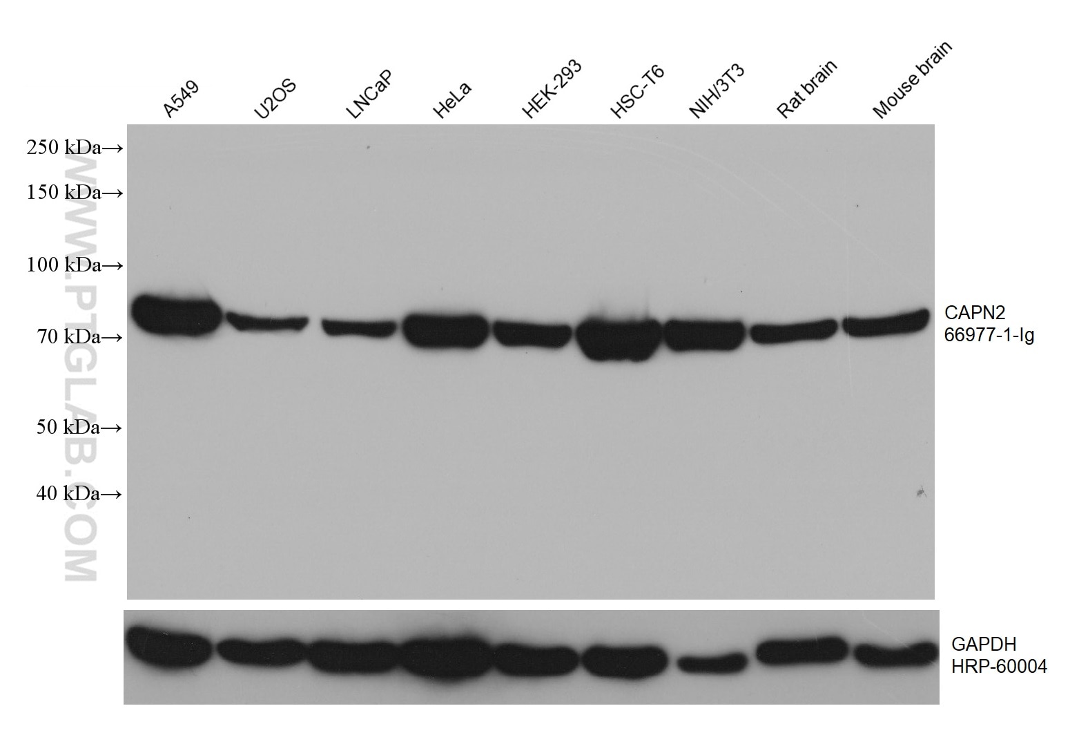 Western Blot (WB) analysis of various lysates using CAPN2 Monoclonal antibody (66977-1-Ig)