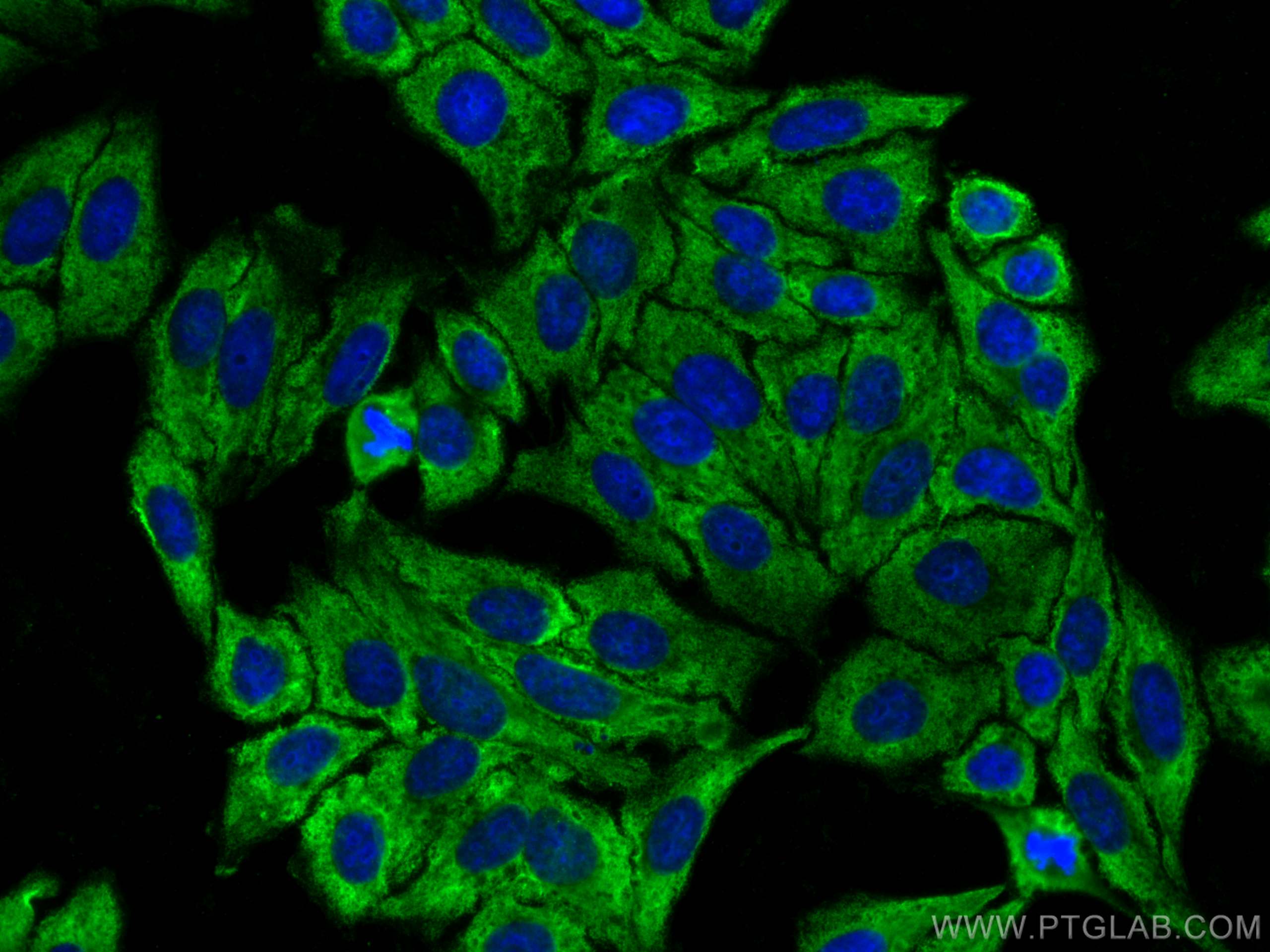 Immunofluorescence (IF) / fluorescent staining of HepG2 cells using CoraLite® Plus 488-conjugated CAPN2 Monoclonal ant (CL488-66977)