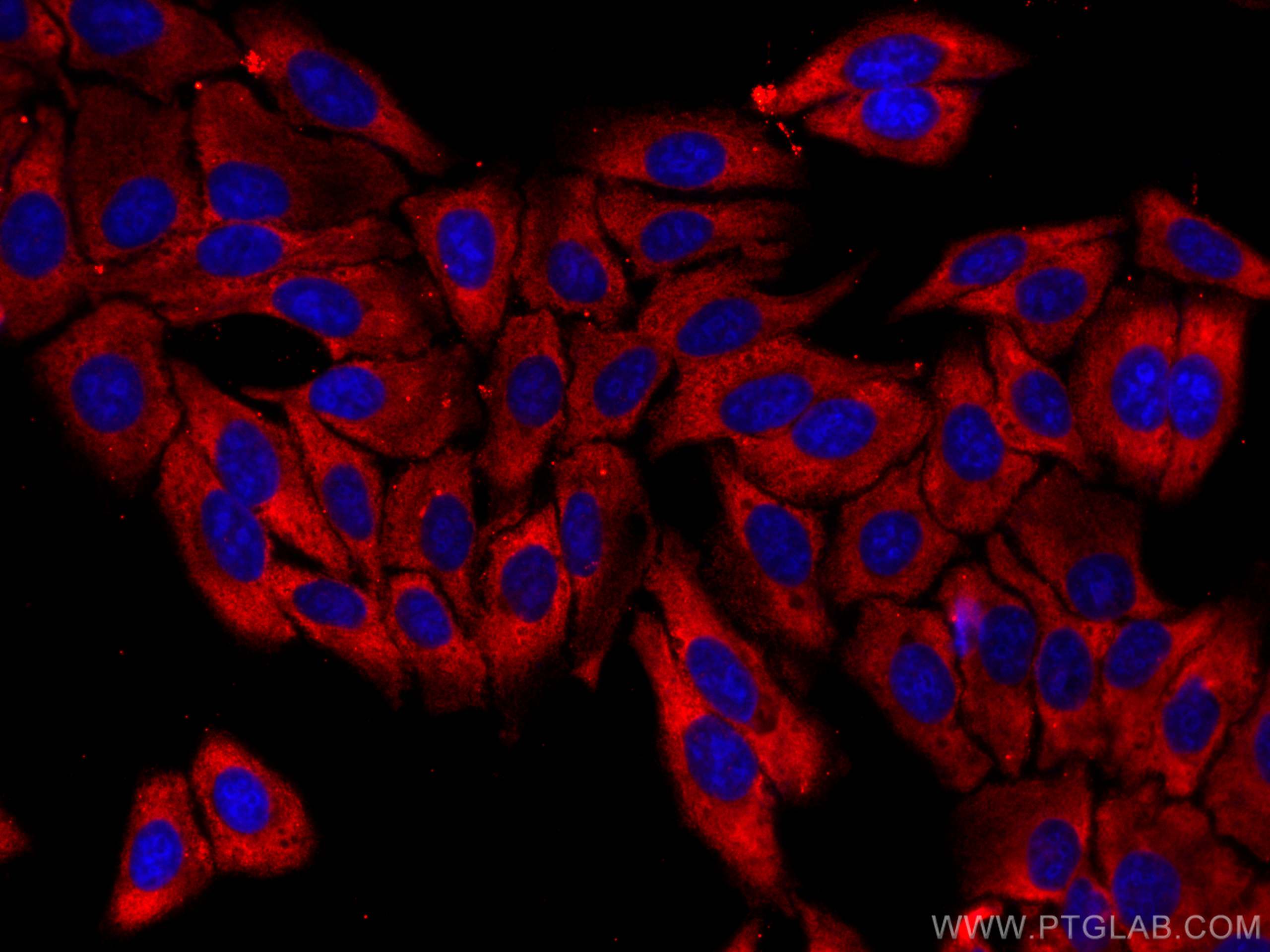 Immunofluorescence (IF) / fluorescent staining of HepG2 cells using CoraLite® Plus 594-conjugated CAPN2 Monoclonal ant (CL594-66977)